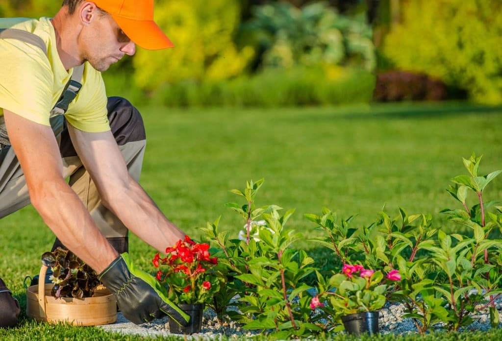 Landscaper planting red flowers in a garden bed