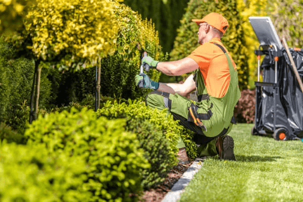 Landscaper trimming a hedge with hand shears